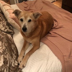 Meet your Posher, Diana